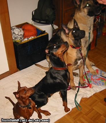 Deutscher Pinscher tyson (glenn) vom Wachhög mit Freunde 2