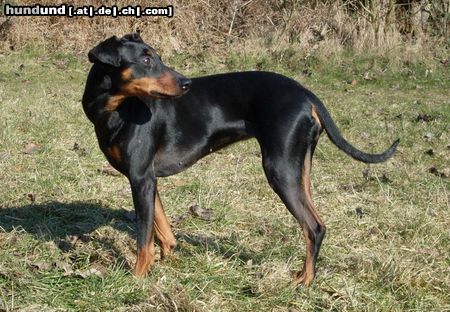 Deutscher Pinscher Cosmea vom Nordkristall