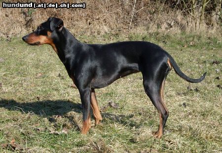 Deutscher Pinscher Cosmea vom Nordkristall