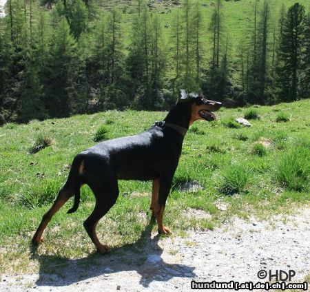 Deutscher Pinscher Haller Deutsche Pinscher