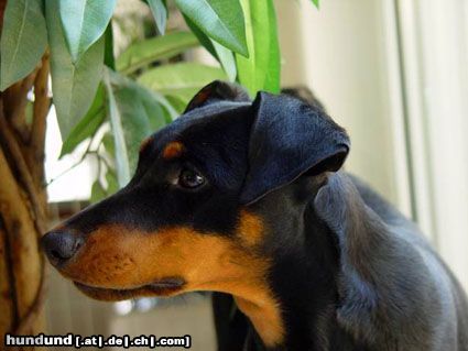 Deutscher Pinscher Angel (Angie v.d. Keltenschanze, 8 Monate)