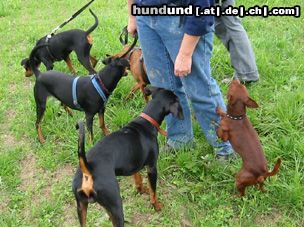 Deutscher Pinscher DP Treff