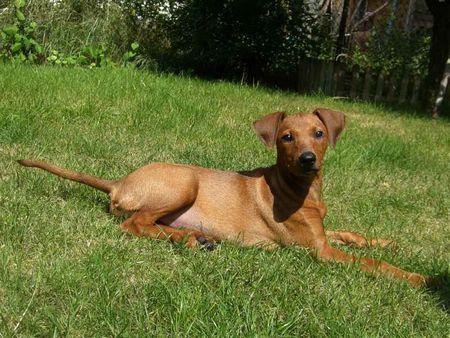 Deutscher Pinscher Ballanga Bemus