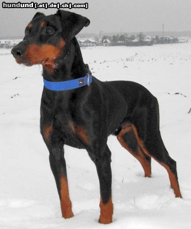 Deutscher Pinscher Haller Barnabas