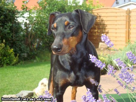 Deutscher Pinscher Haller Barnabas