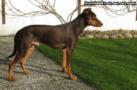 Deutscher Pinscher Benny, Deutscher Pinschermix