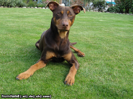 Deutscher Pinscher Benny, Deutscher Pinschermix