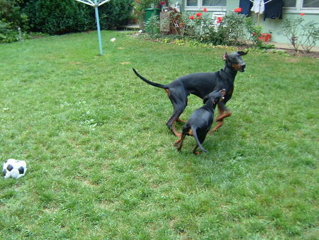 Deutscher Pinscher Tyson am spielen mit Dobermann Freund