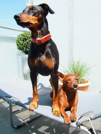 Deutscher Pinscher Tyson und Leroy