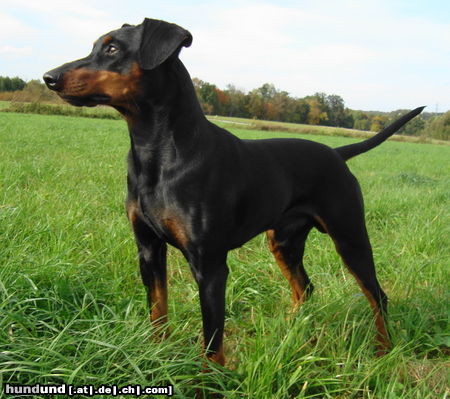 Deutscher Pinscher Haller Barnabas unser 