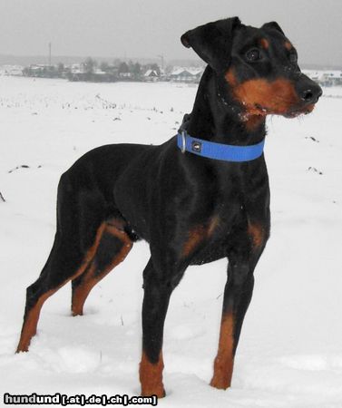 Deutscher Pinscher Haller Barnabas