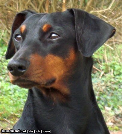 Deutscher Pinscher Haller Barnabas