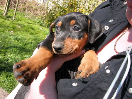 Deutscher Pinscher Norbert vom Robinienhof alias Quentin; Der süße kleine Fratz mit 5 Wochen ;) 