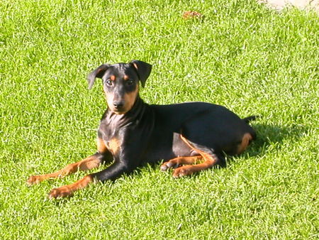 Deutscher Pinscher ein kleines Sonnenbad...Quentin 