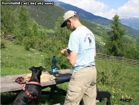 Deutscher Pinscher Vesper - Deutscher Pinscher Dinka in Südtirol