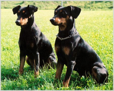 Deutscher Pinscher Dinka & Ophelia