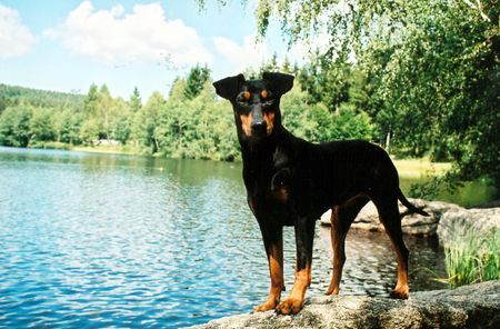 Deutscher Pinscher Grüße vom Fichtelsee (Dinka von der Hasenburg)