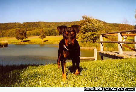 Deutscher Pinscher Dinka in der Septembersonne