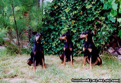 Deutscher Pinscher Dinka und Daphne von der Hasenburg mit Mutter Cora