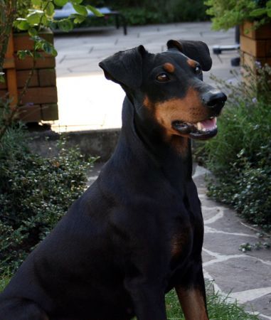 Deutscher Pinscher Dinka von der Hasenburg