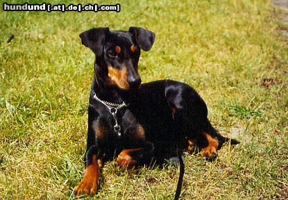 Deutscher Pinscher Selbstbewußt, temperamentvoll, liebevoll und charmant- so ist sie