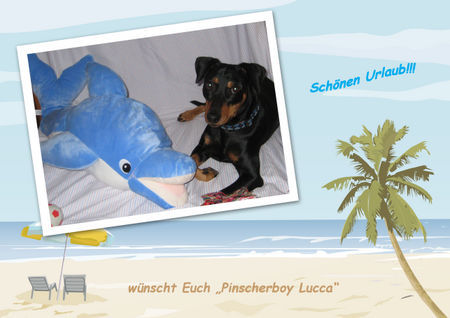 Deutscher Pinscher Mad Max Lucca von der Rheinebene im Juli 2008