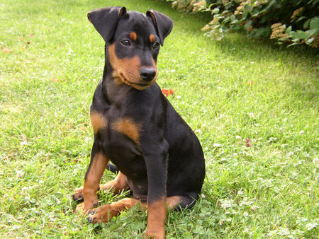 Deutscher Pinscher