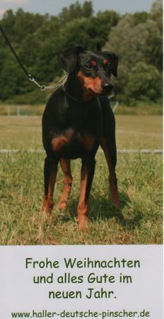 Deutscher Pinscher Haller Deutsche Pinscher (Intern. Champion. Ophelia)