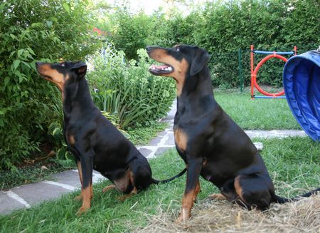 Deutscher Pinscher Haller Deutsche Pinscher (.. na, welches Spiel kommt als nächstes ..)