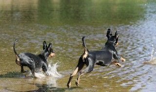 Deutscher Pinscher Haller Deutsche Pinscher (erfrischendes Naß)