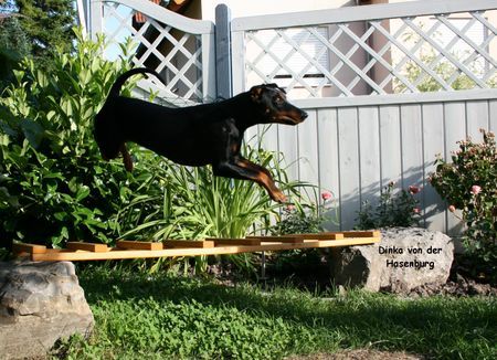 Deutscher Pinscher Haller Deutsche Pinscher (Dinka: und ich fliege fliege im Saußeschritt..)