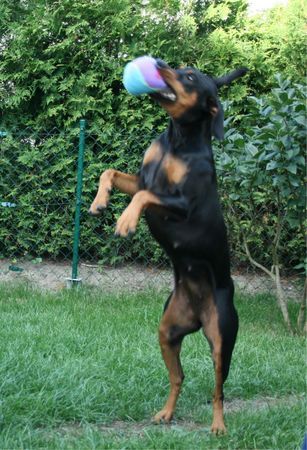 Deutscher Pinscher Haller Deutsche Pinscher (tanzende Ophelia)