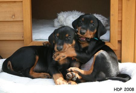 Deutscher Pinscher Geschwisterliebe (Haller Deutsche Pinscher Welpen)