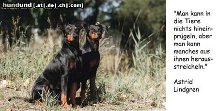 Deutscher Pinscher Haller Deutsche Pinscher gruessen 