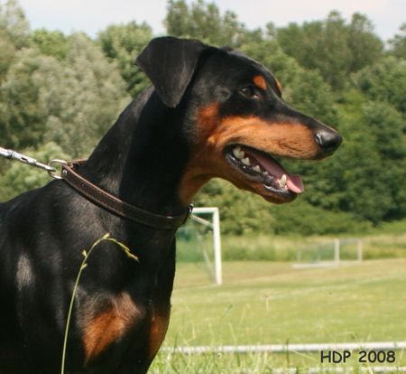 Deutscher Pinscher Haller Deutscher Pinscher - Frohnatur mit schelmischen Raffinessen ..