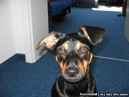 Deutscher Pinscher Jacky6Monate