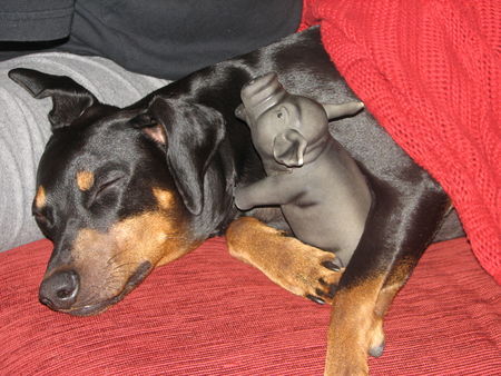 Deutscher Pinscher