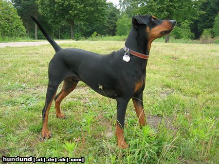 Deutscher Pinscher Cedric von der Hasenburg