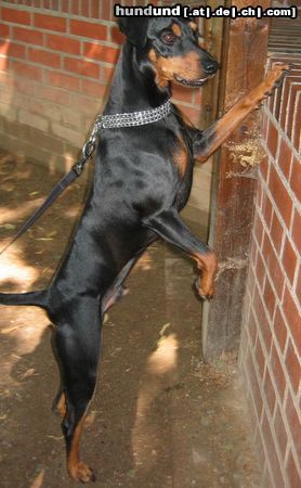 Deutscher Pinscher Cedric von der Hasenburg