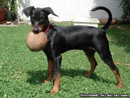 Deutscher Pinscher Haller Bodhi