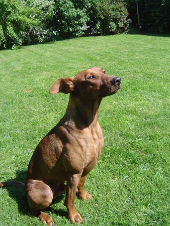 Deutscher Pinscher Luca mit 2 1/2 (Lakai German Pinschers)