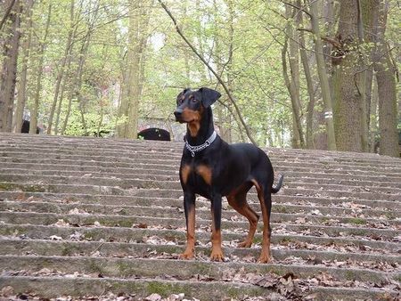 Deutscher Pinscher Wir haben Welpen!