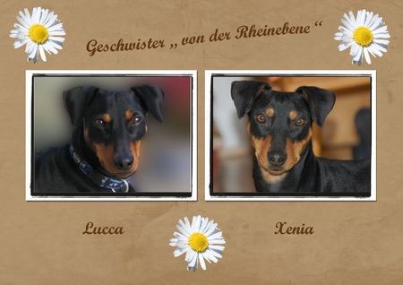 Deutscher Pinscher Lucca und Xenia