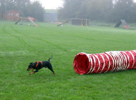 Deutscher Pinscher Lucca in Action