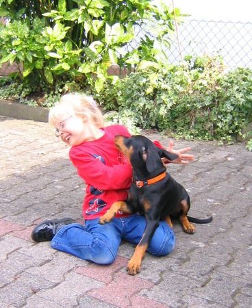 Deutscher Pinscher Seline komm knutschen ... hab dich ganz doll lieb !