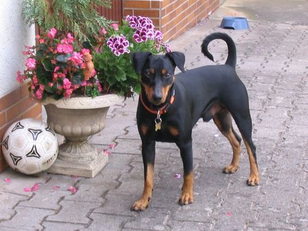 Deutscher Pinscher Mad Max Lucca von der Rheinebene 15 Monate alt