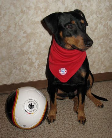 Deutscher Pinscher Mad Max Lucca von der Rheinebene im Dezember 2008