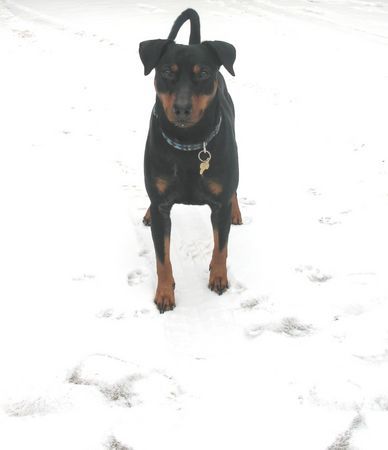 Deutscher Pinscher Lucca im Schnee/ Na drück endlich ab ... ich bekomme so langsam kalte Füße - natürlich Pfoten :-) !!!