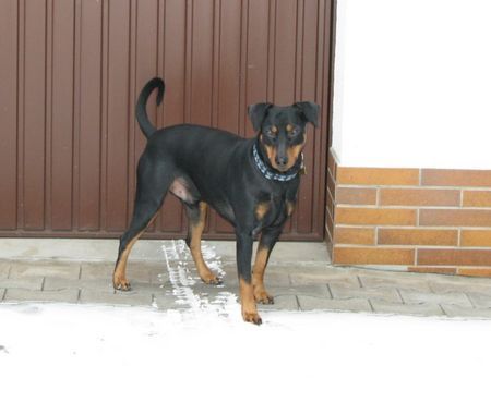 Deutscher Pinscher Mad Max Lucca von der Rheinebene im Januar 2009