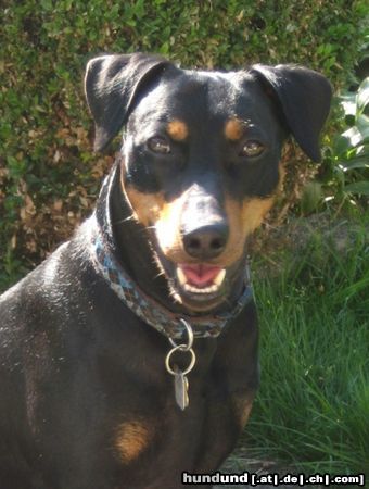 Deutscher Pinscher Mad Max Lucca von der Rheinebene im August 2009